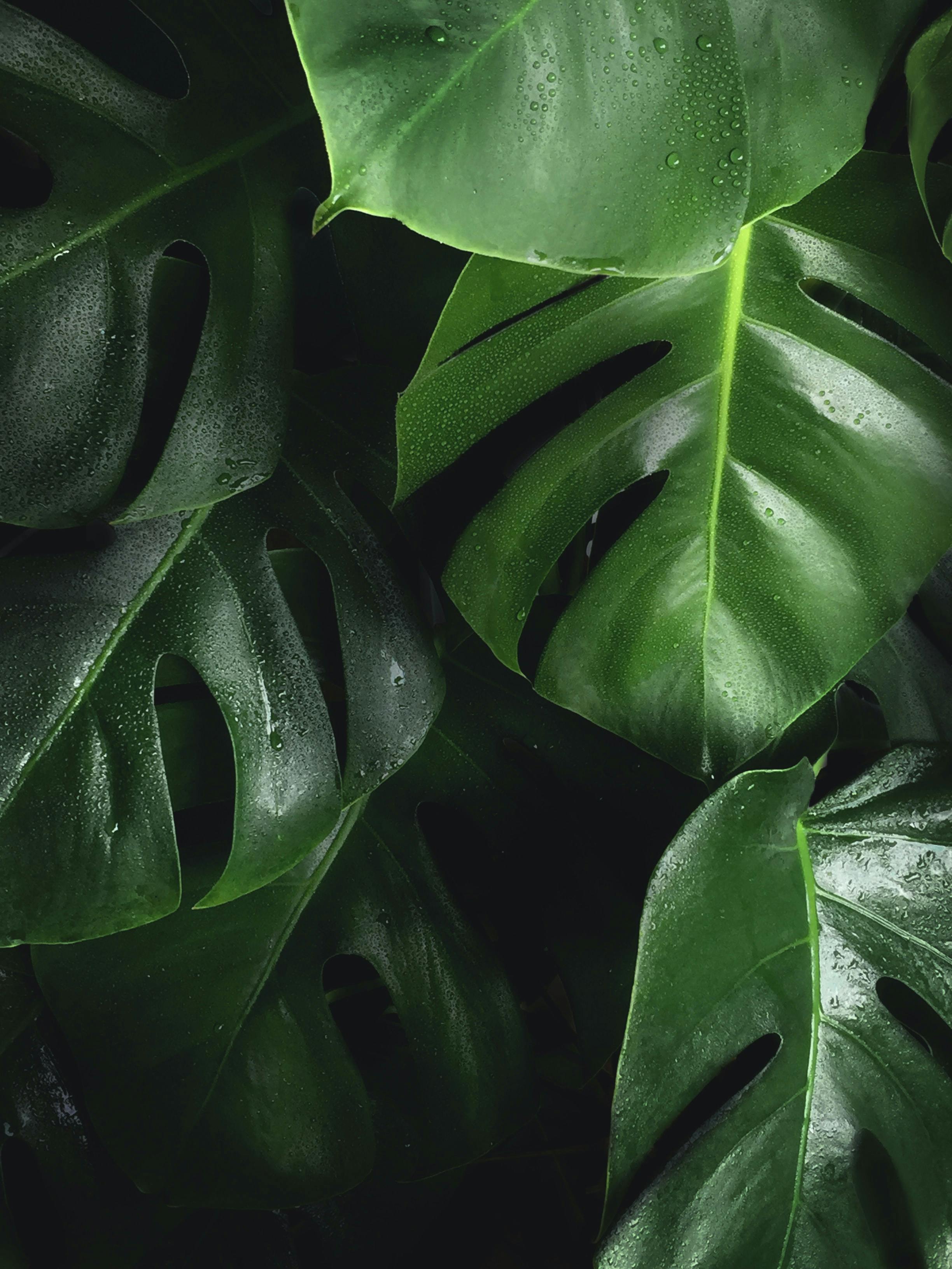 shallow photography of green monstera leaves