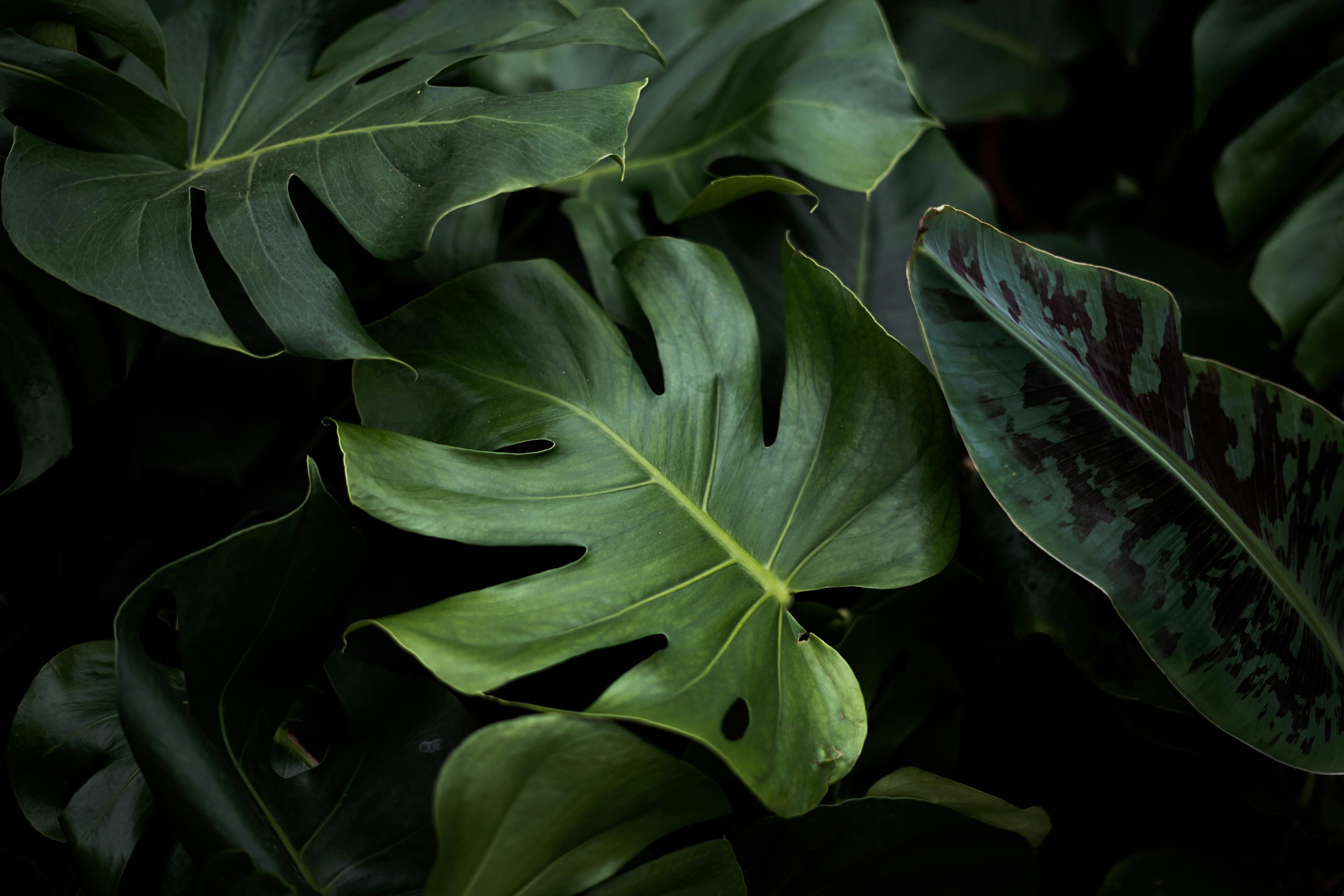 closeup photo of green monstera plants